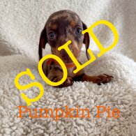 Dachshund (Standard &amp; Miniature) - Both