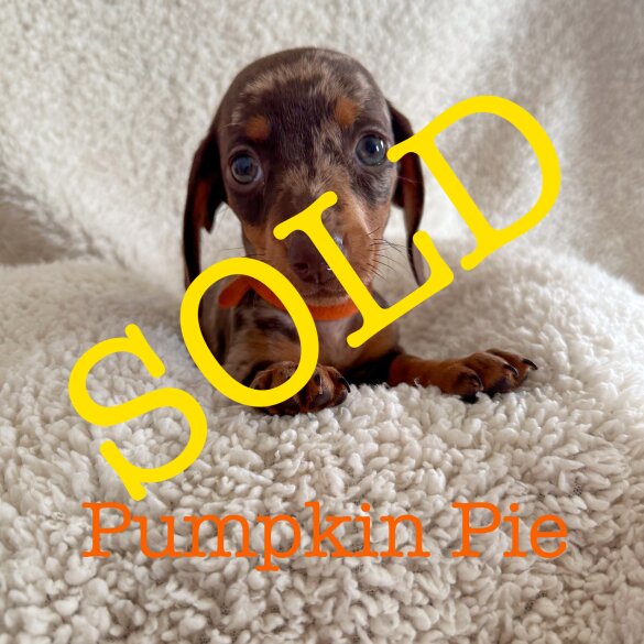Dachshund (Standard &amp; Miniature) - Both