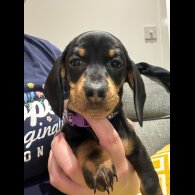 Dachshund (Standard &amp; Miniature) - Both