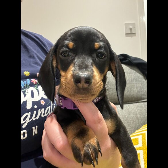 Dachshund (Standard &amp; Miniature) - Both