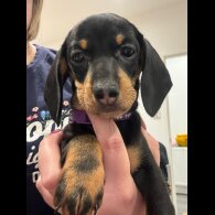 Dachshund (Standard &amp; Miniature) - Both