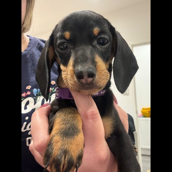 Dachshund (Standard &amp; Miniature) - Both