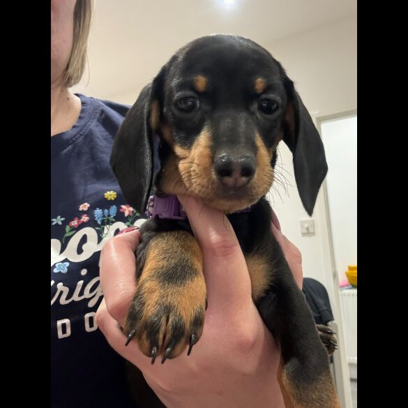 Dachshund (Standard &amp; Miniature) - Both