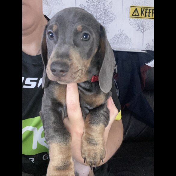 Dachshund (Standard &amp; Miniature) - Both