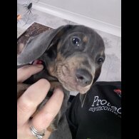 Dachshund (Standard &amp; Miniature) - Both