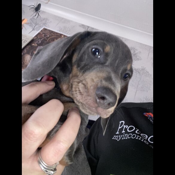 Dachshund (Standard &amp; Miniature) - Both