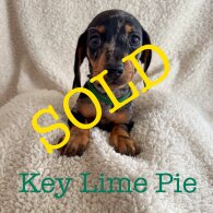 Dachshund (Standard &amp; Miniature) - Both