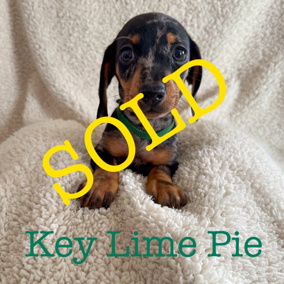 Dachshund (Standard &amp; Miniature) - Both