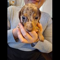 Dachshund (Standard &amp; Miniature) - Both