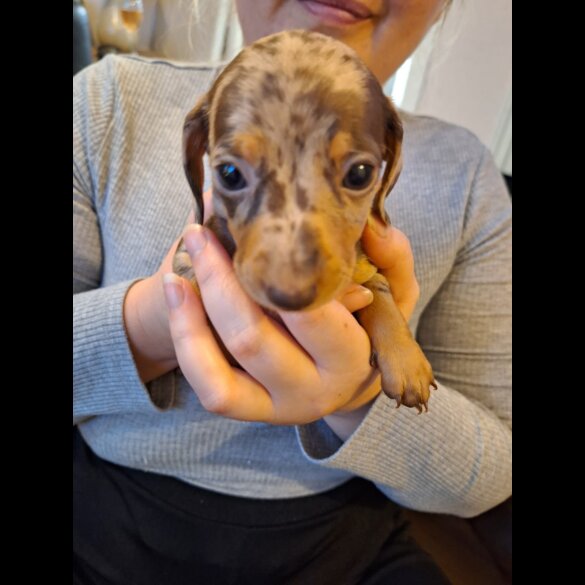 Dachshund (Standard &amp; Miniature) - Both