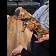 Dachshund (Standard &amp; Miniature) - Both