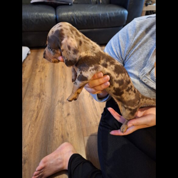 Dachshund (Standard &amp; Miniature) - Both