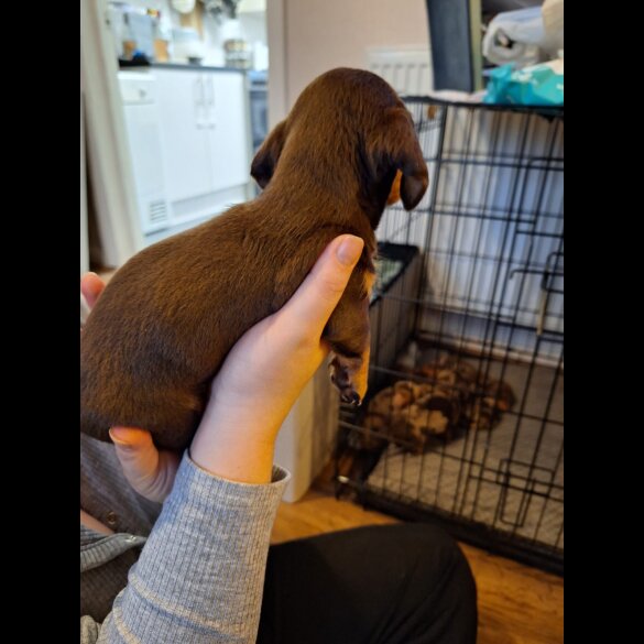 Dachshund (Standard &amp; Miniature) - Both
