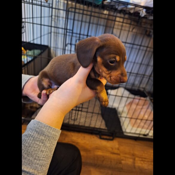 Dachshund (Standard &amp; Miniature) - Both