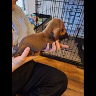 Dachshund (Standard &amp; Miniature) - Both