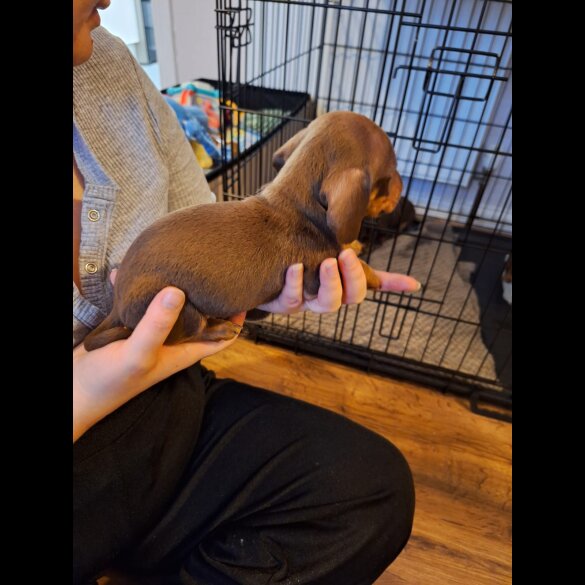 Dachshund (Standard &amp; Miniature) - Both
