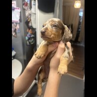 Dachshund (Standard &amp; Miniature) - Both