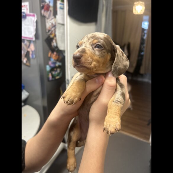 Dachshund (Standard &amp; Miniature) - Both