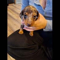 Dachshund (Standard &amp; Miniature) - Both