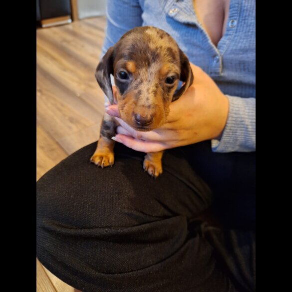 Dachshund (Standard &amp; Miniature) - Both