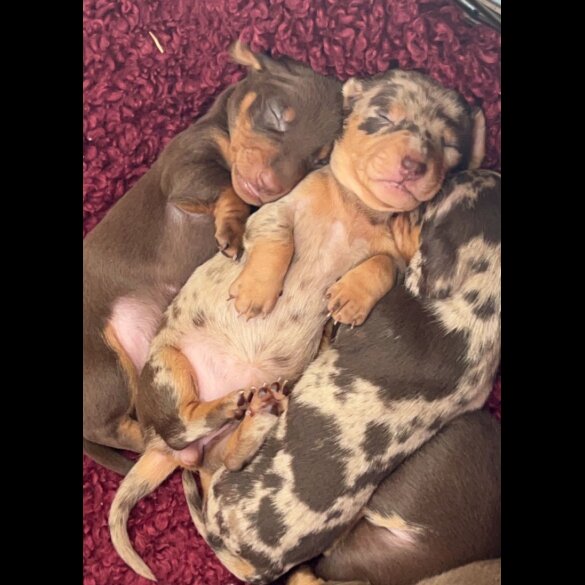 Dachshund (Standard &amp; Miniature) - Both