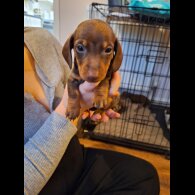 Dachshund (Standard &amp; Miniature) - Both