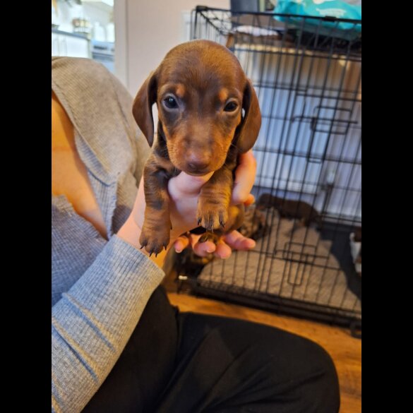 Dachshund (Standard &amp; Miniature) - Both