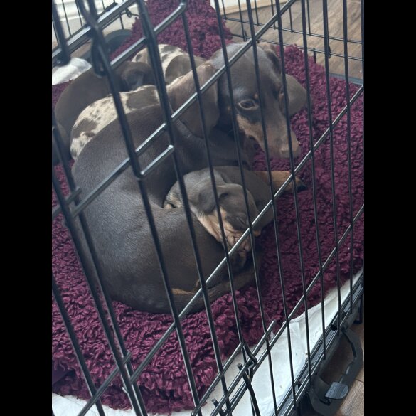 Dachshund (Standard &amp; Miniature) - Both