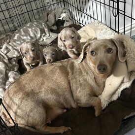 Dachshund (Standard &amp; Miniature) - Bitches