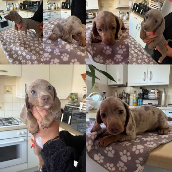 Dachshund (Standard &amp; Miniature) - Bitches