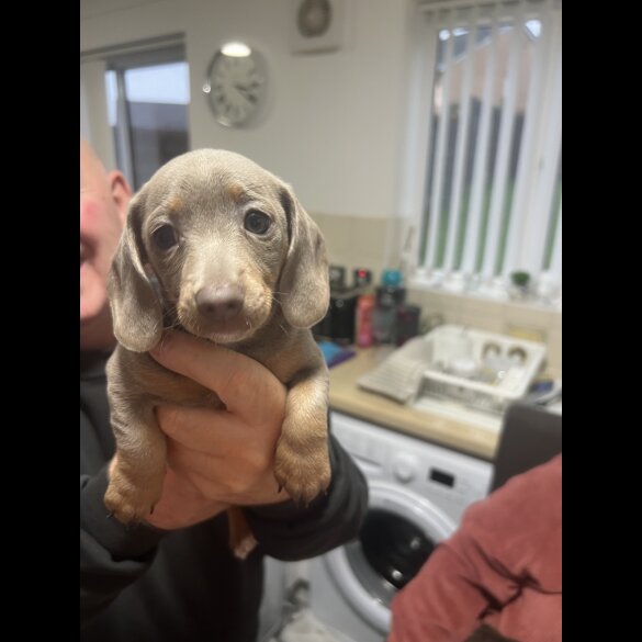 Dachshund (Standard &amp; Miniature) - Bitches