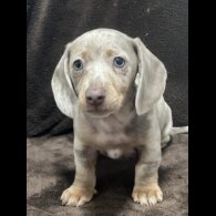 Dachshund (Standard &amp; Miniature) - Bitches