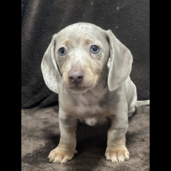 Dachshund (Standard &amp; Miniature) - Bitches