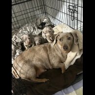 Dachshund (Standard &amp; Miniature) - Bitches