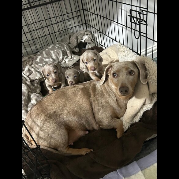 Dachshund (Standard &amp; Miniature) - Bitches