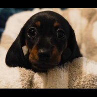 Dachshund (Standard &amp; Miniature) - Both