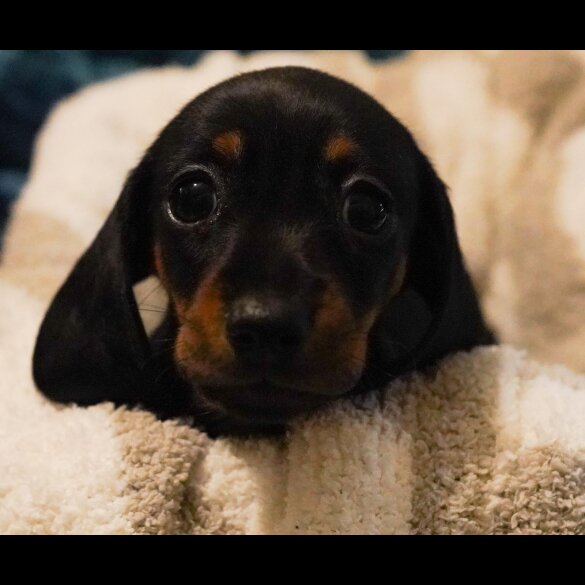 Dachshund (Standard &amp; Miniature) - Both