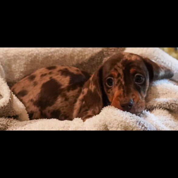Dachshund (Standard &amp; Miniature) - Both