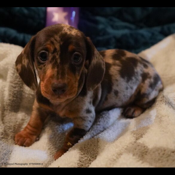 Dachshund (Standard &amp; Miniature) - Both