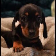 Dachshund (Standard &amp; Miniature) - Both