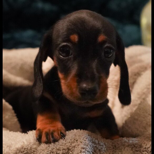 Dachshund (Standard &amp; Miniature) - Both