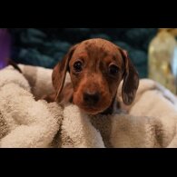 Dachshund (Standard &amp; Miniature) - Both