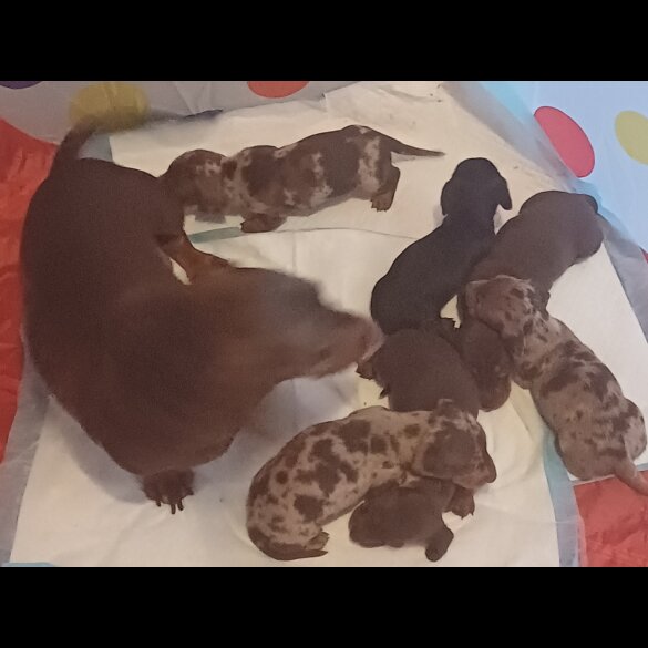 Dachshund (Standard &amp; Miniature) - Both
