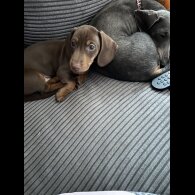 Dachshund (Standard &amp; Miniature) - Both