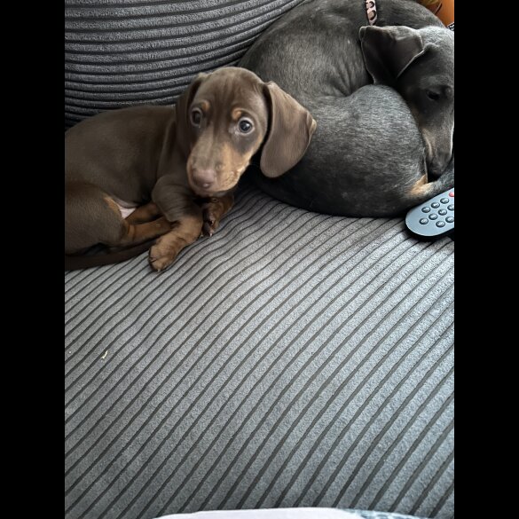 Dachshund (Standard &amp; Miniature) - Both