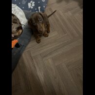Dachshund (Standard &amp; Miniature) - Both