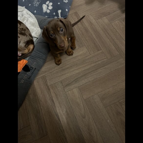 Dachshund (Standard &amp; Miniature) - Both
