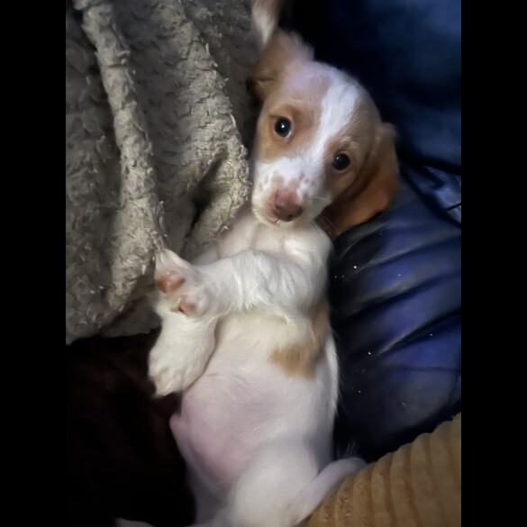 Dachshund (Standard &amp; Miniature) - Both