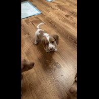 Dachshund (Standard &amp; Miniature) - Both