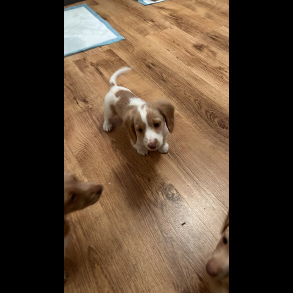 Dachshund (Standard &amp; Miniature) - Both